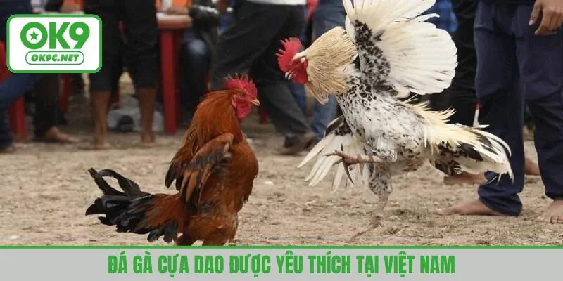 Đá gà cựa dao được yêu thích tại Việt Nam