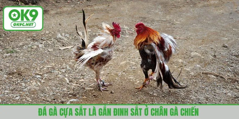 Đá gà cựa sắt là gắn đinh sắt ở chân gà chiến