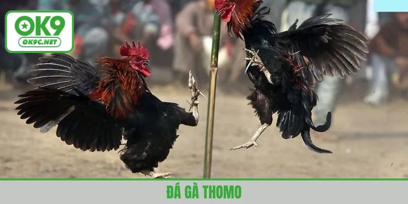 đá gà thomo