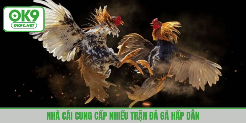 Nhà cái cung cấp hàng trăm trận đấu gà hấp dẫn, lôi cuốn
