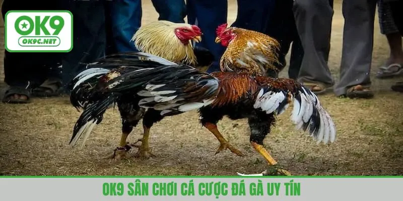 OK9 sân chơi cá cược đá gà uy tín