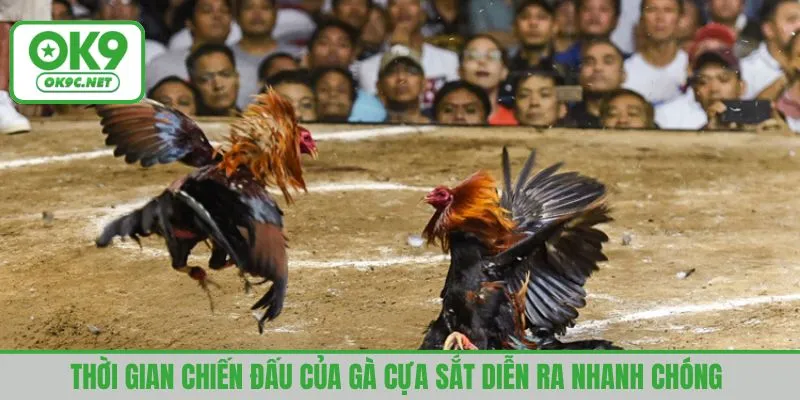 Thời gian chiến đấu của gà cựa sắt diễn ra nhanh chóng