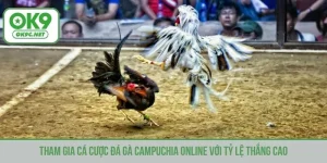 Đá gà Campuchia